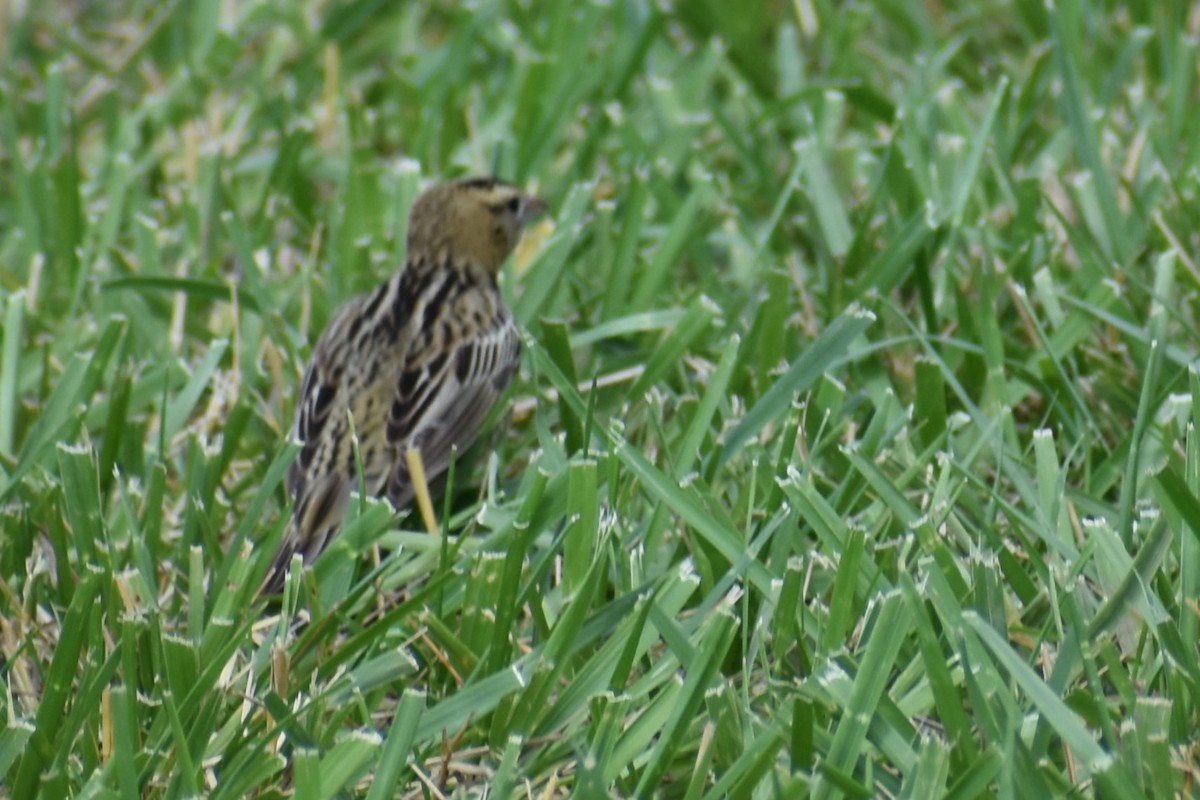 Bobolink - ML620646257