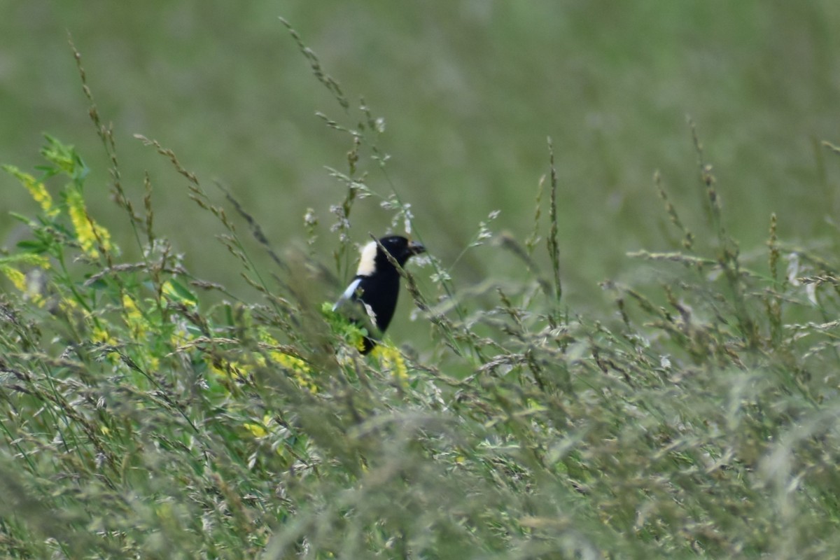 Bobolink - ML620646258