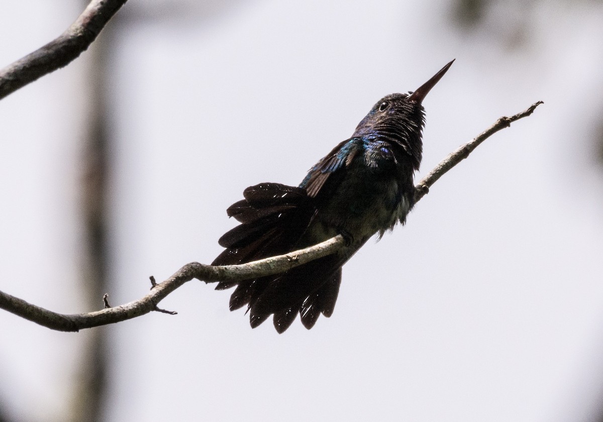 kolibřík modrobradý - ML620646262