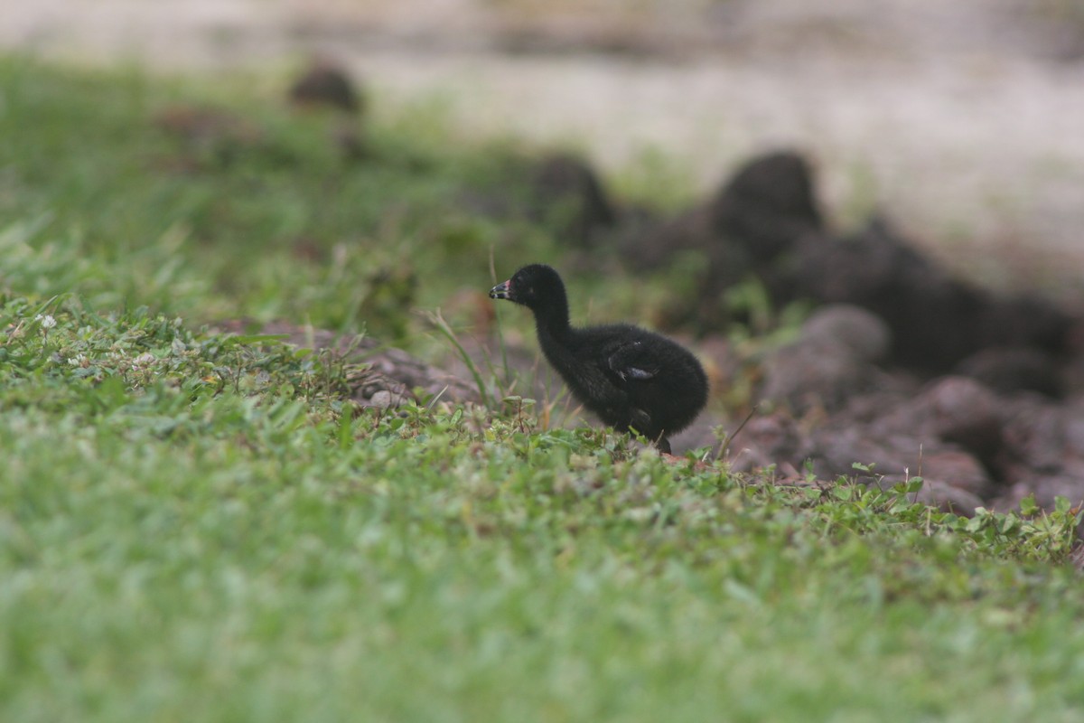 Purple Gallinule - ML620646267