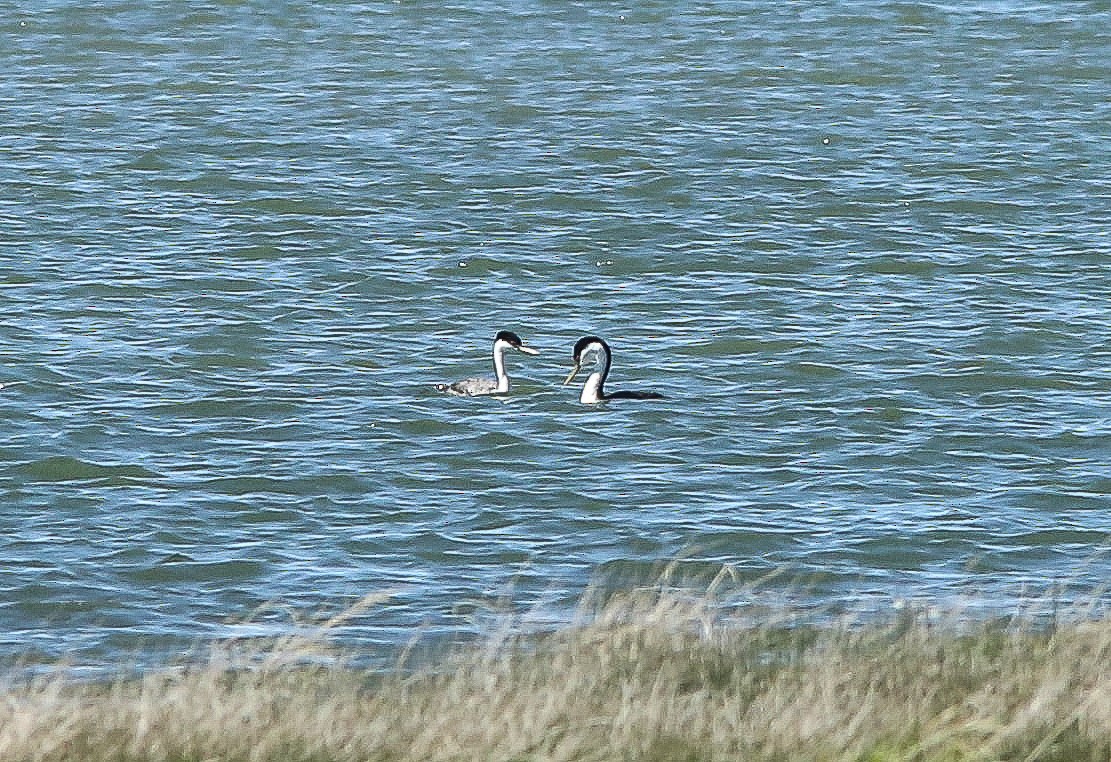 Western Grebe - ML620646270