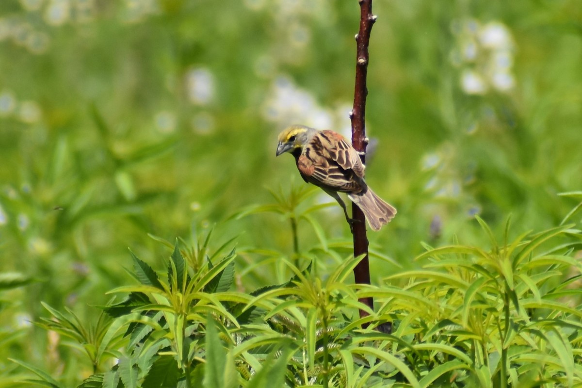 Dickcissel - ML620646274