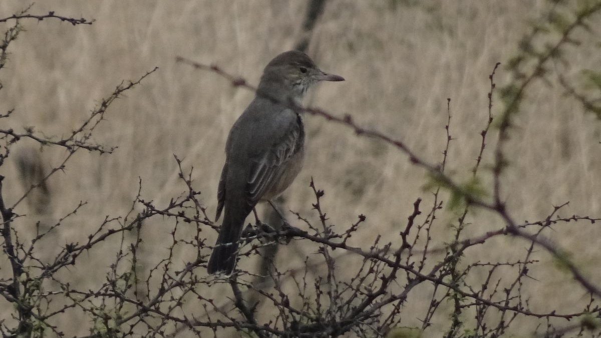 Great Shrike-Tyrant - ML620646276