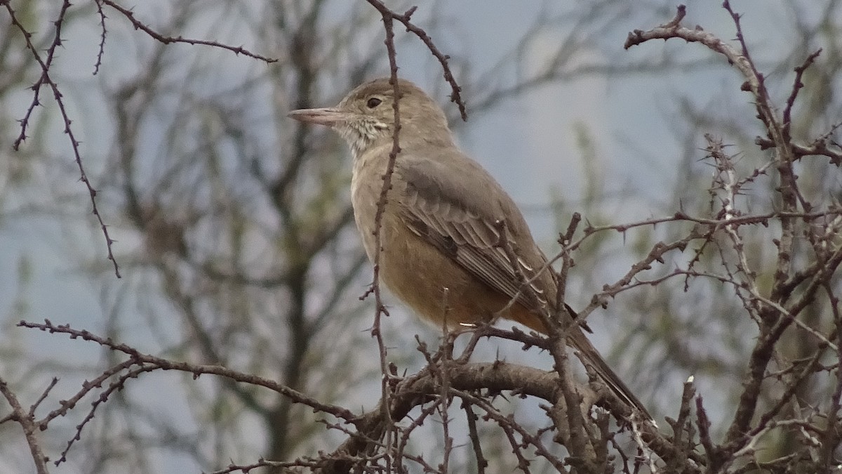 Great Shrike-Tyrant - ML620646277