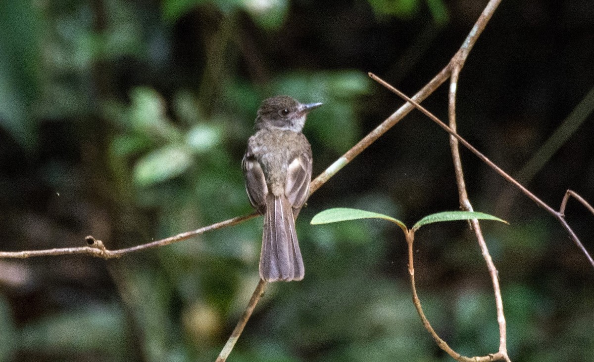 Short-crested Flycatcher - ML620646280