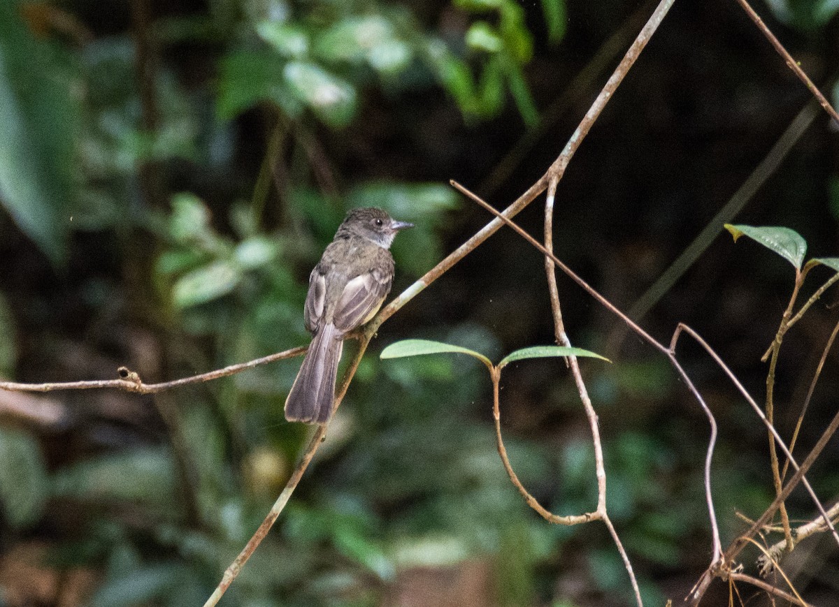 Short-crested Flycatcher - ML620646281