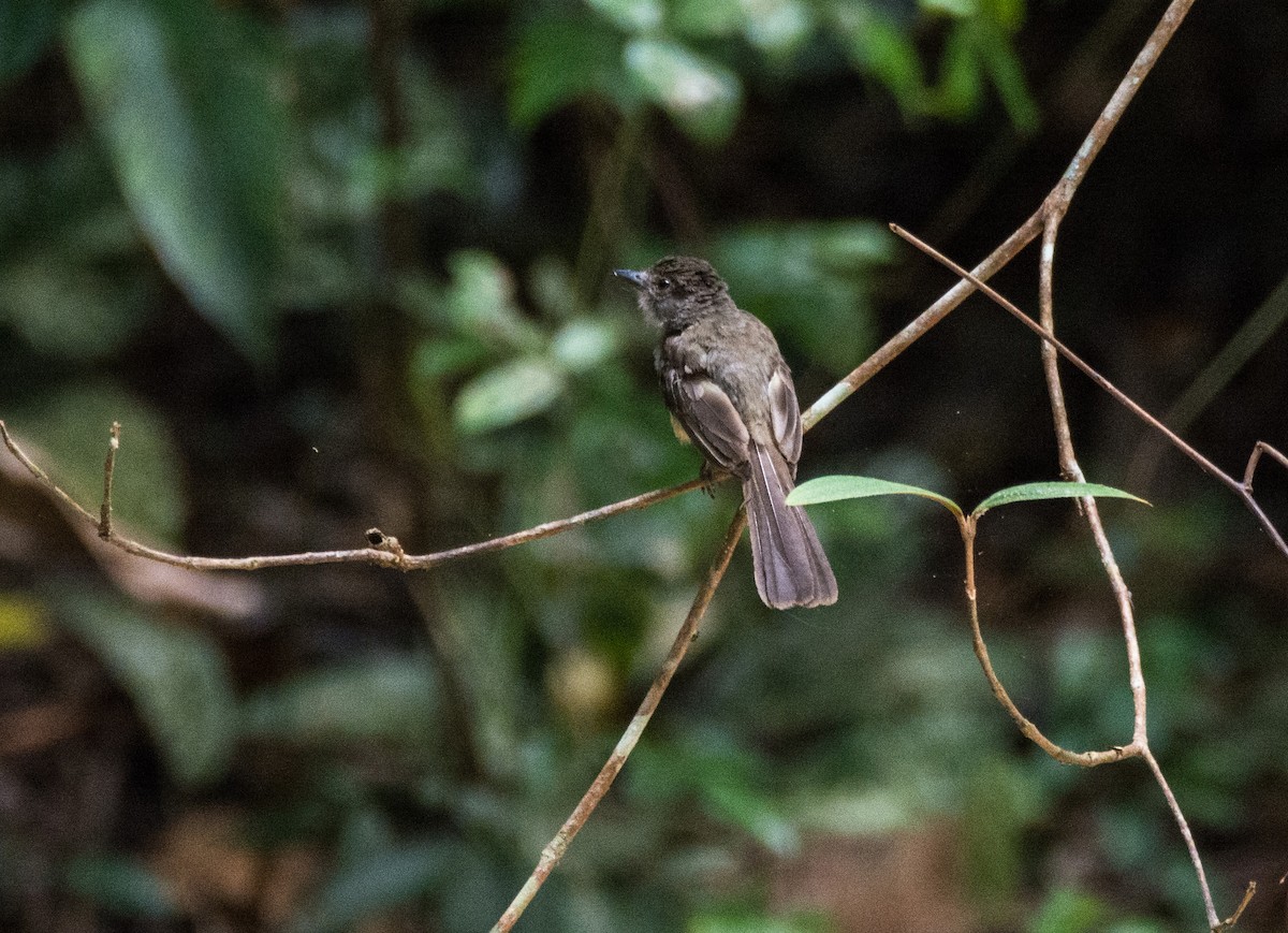 Short-crested Flycatcher - ML620646282