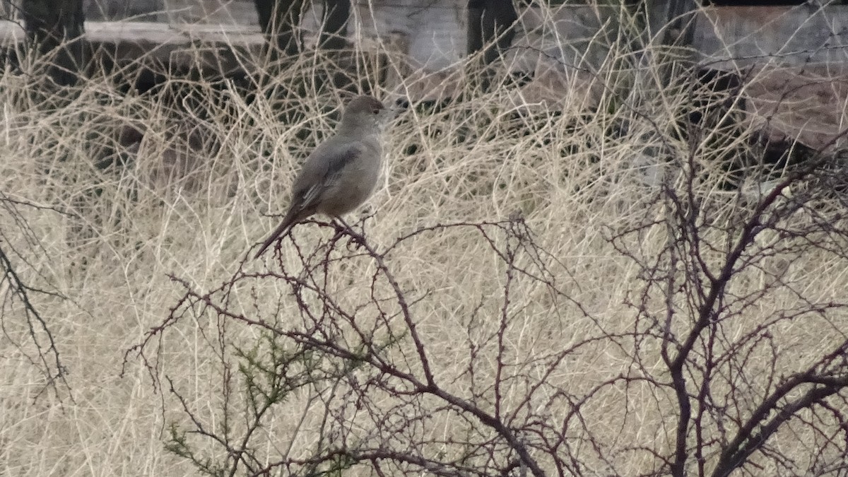 Great Shrike-Tyrant - Marco Antonio Guerrero R.