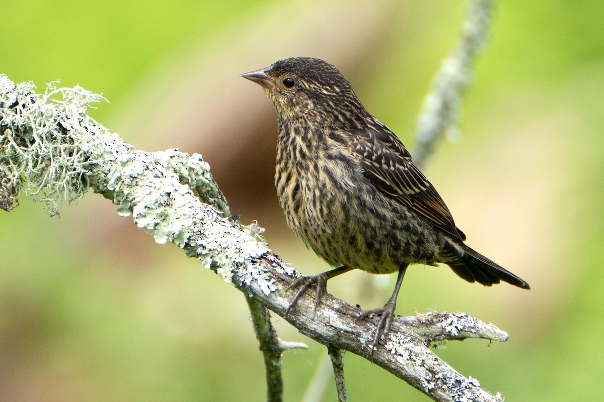 Red-winged Blackbird - ML620646288