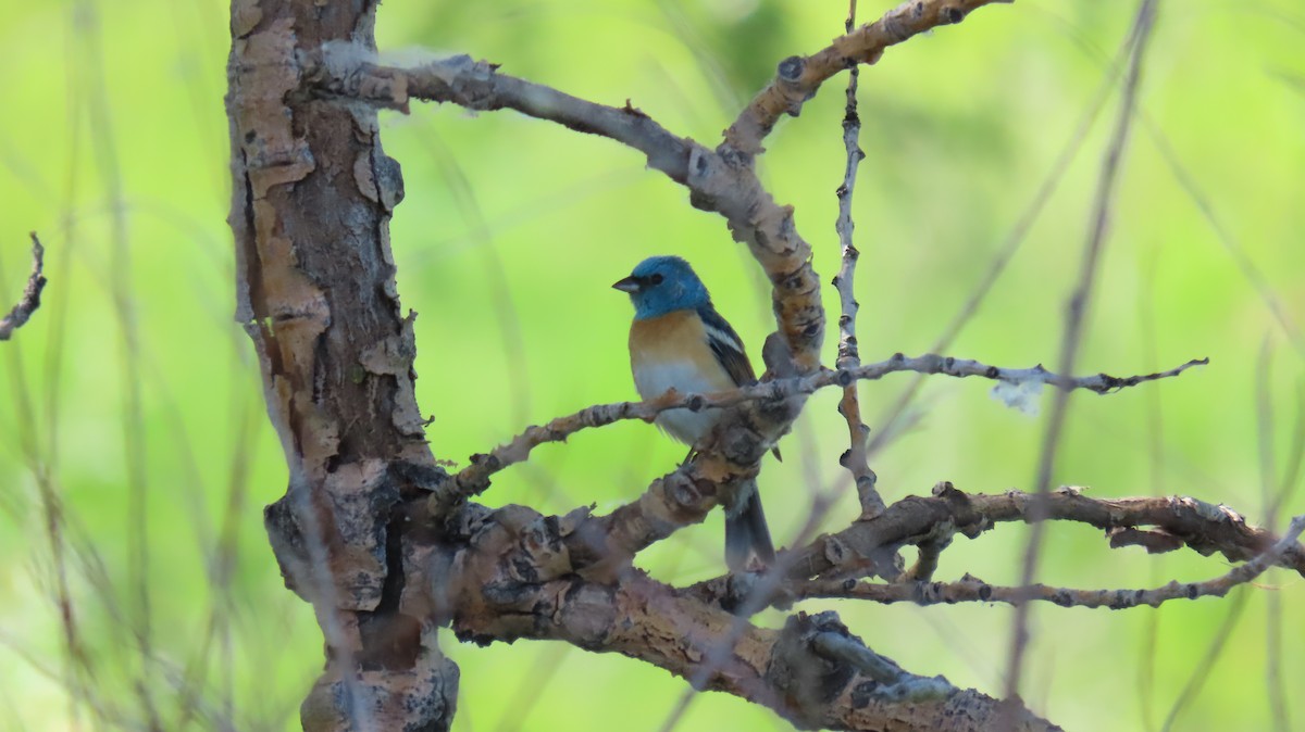 Lazuli Bunting - ML620646289