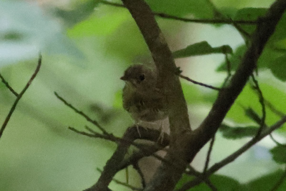 Ovenbird - John Mercer