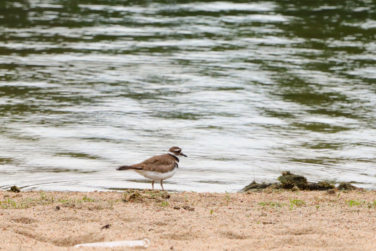 Killdeer - ML620646303