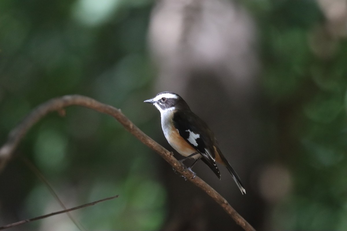 Buff-sided Robin - ML620646306