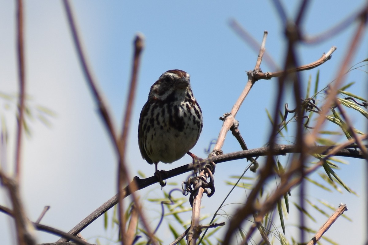 Song Sparrow - Jason Leduc