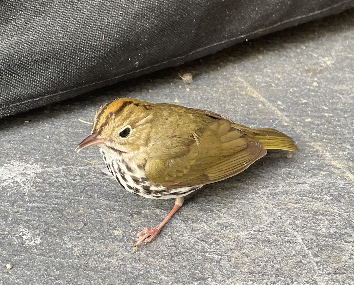 Ovenbird - ML620646310