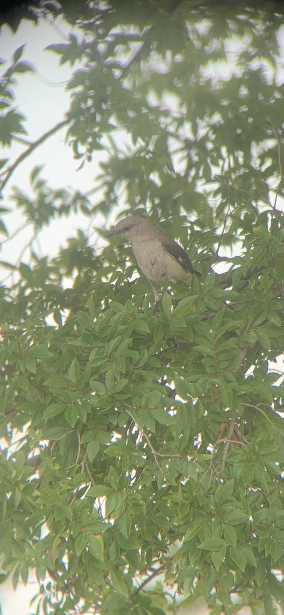 Northern Mockingbird - ML620646319