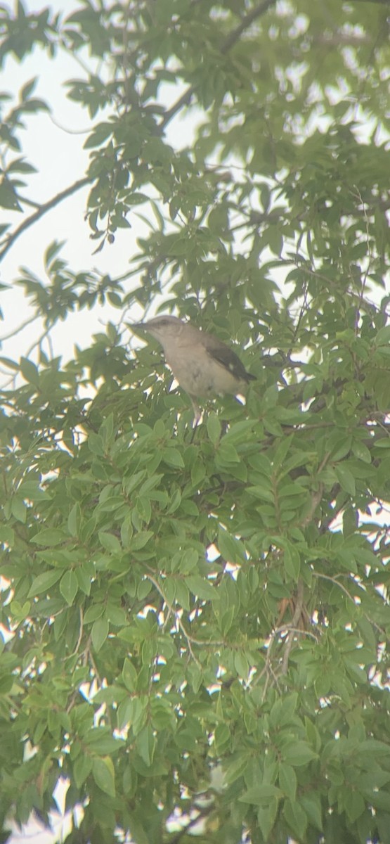 Northern Mockingbird - ML620646320