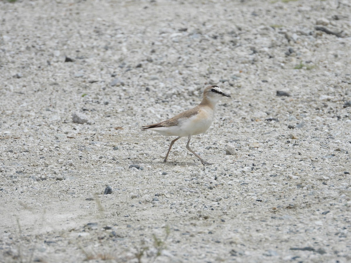 Mountain Plover - ML620646324