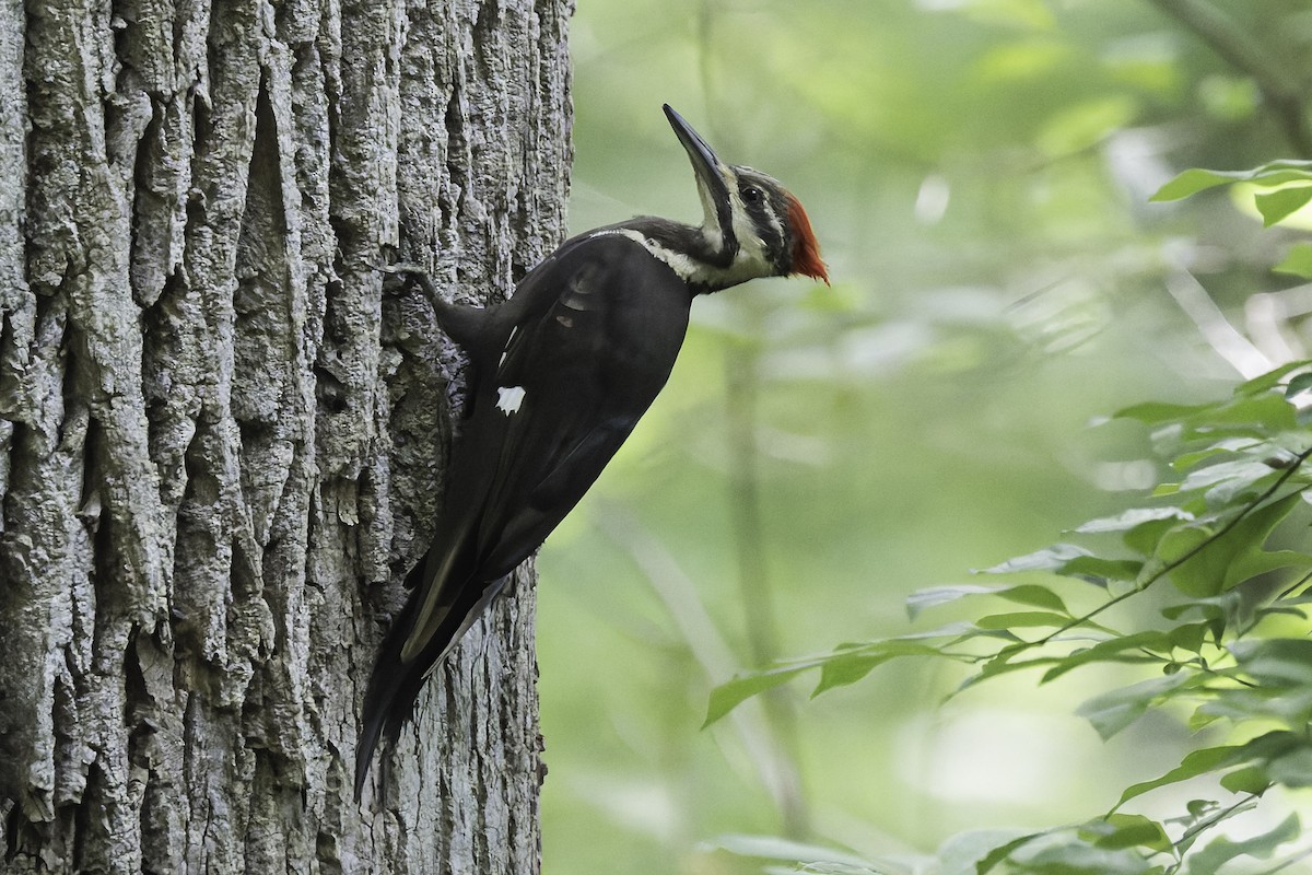 Pileated Woodpecker - ML620646325