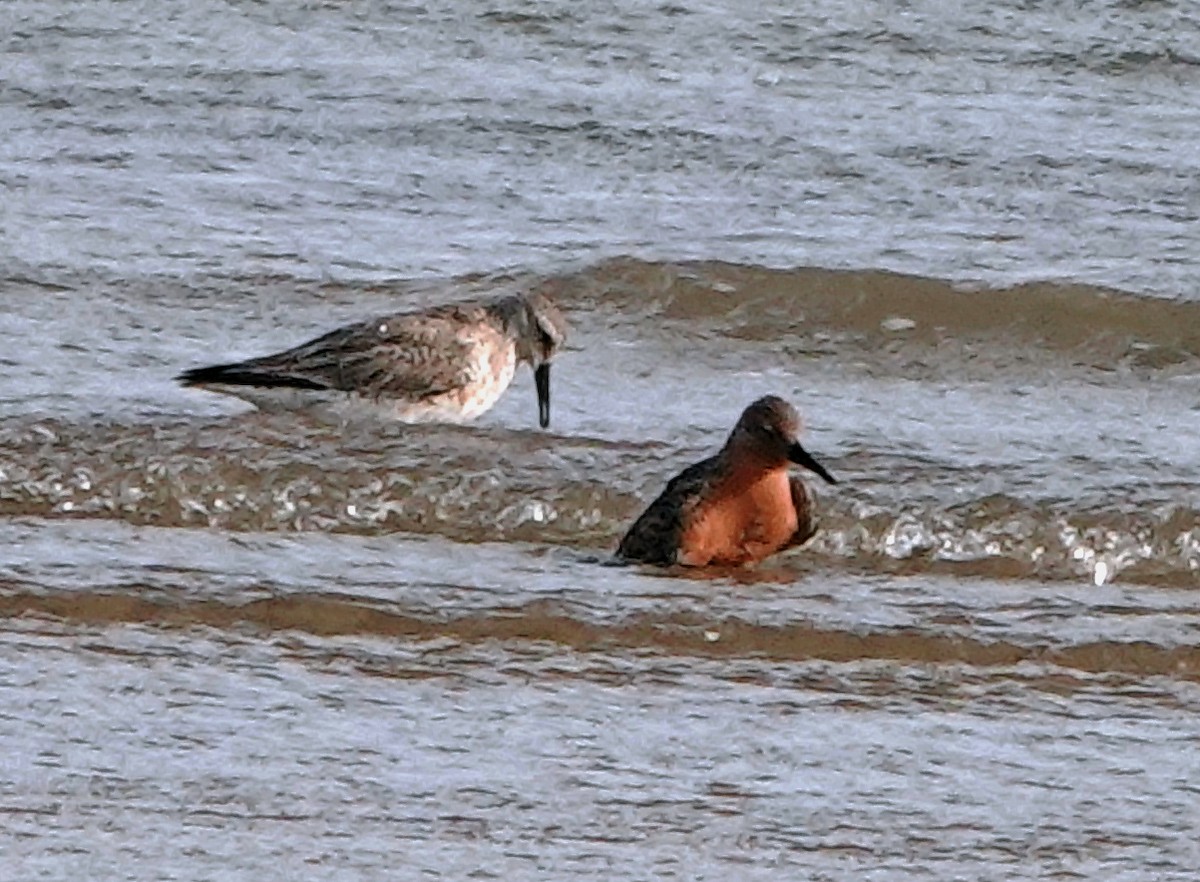 Red Knot - ML620646329