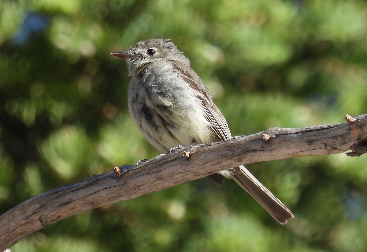 Dusky Flycatcher - ML620646332