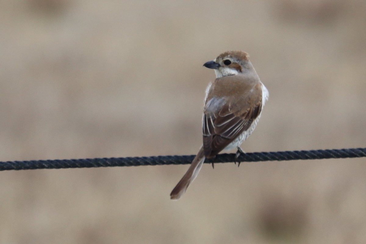 Red-backed Shrike - ML620646333