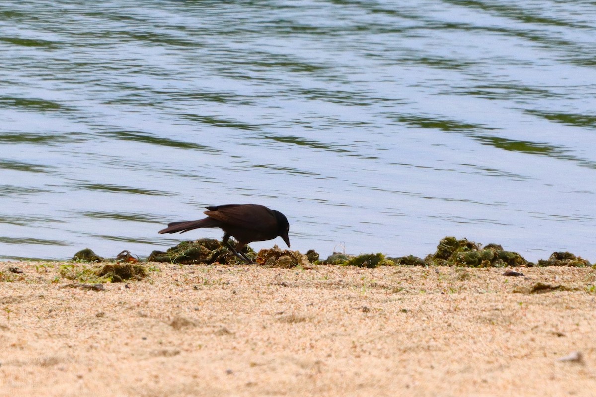 Common Grackle - ML620646343