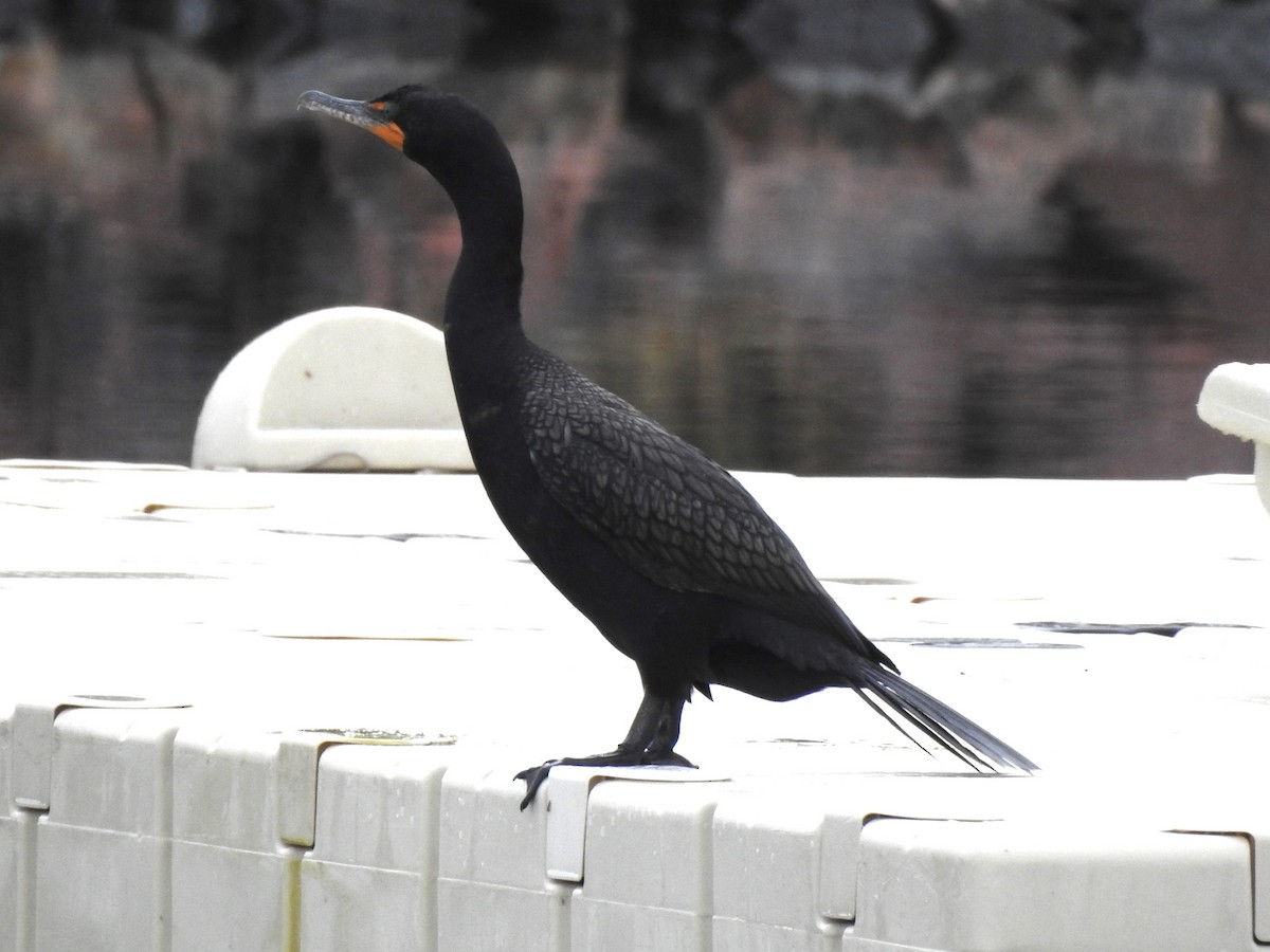 Double-crested Cormorant - ML620646345