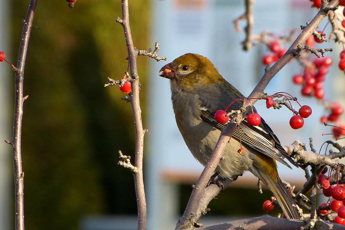 Pine Grosbeak - ML620646348