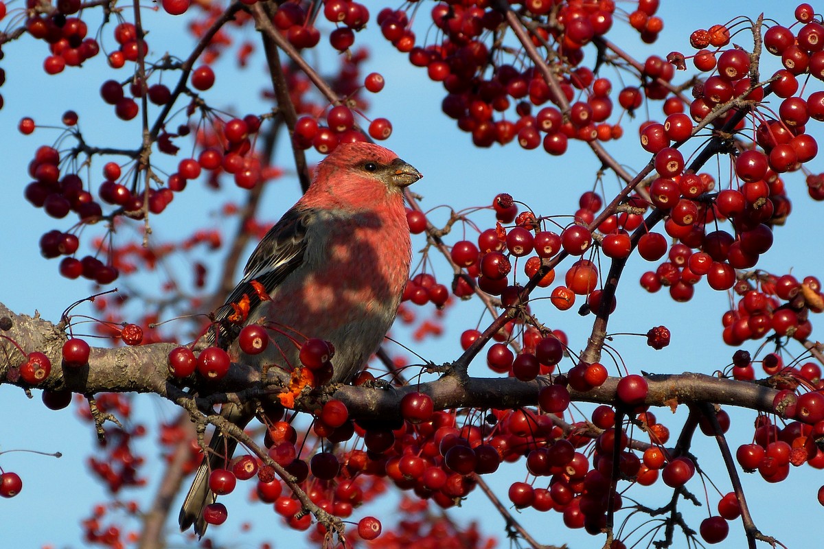 Pine Grosbeak - ML620646351