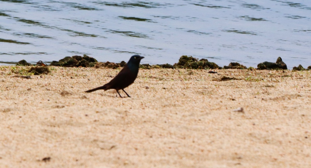 Common Grackle - Charlotte Croshaw