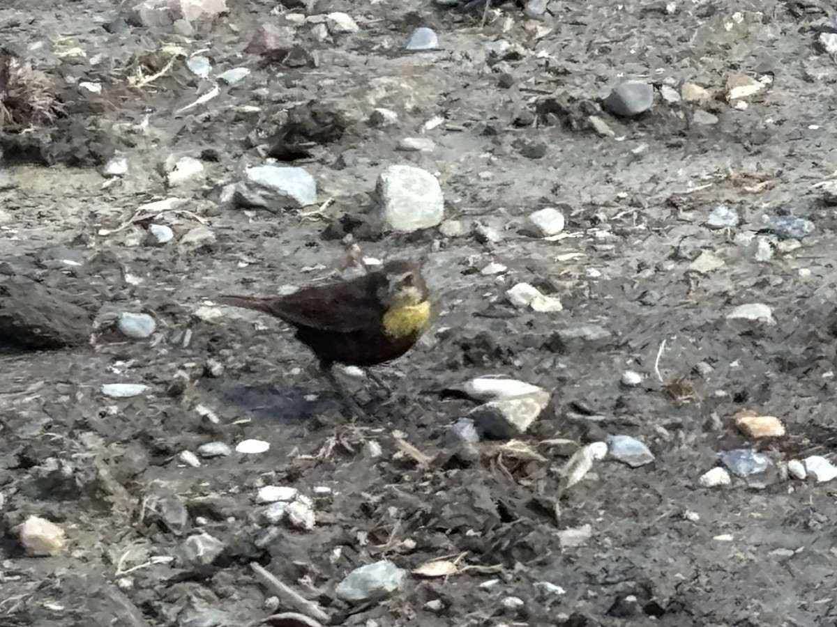 Yellow-headed Blackbird - ML620646354