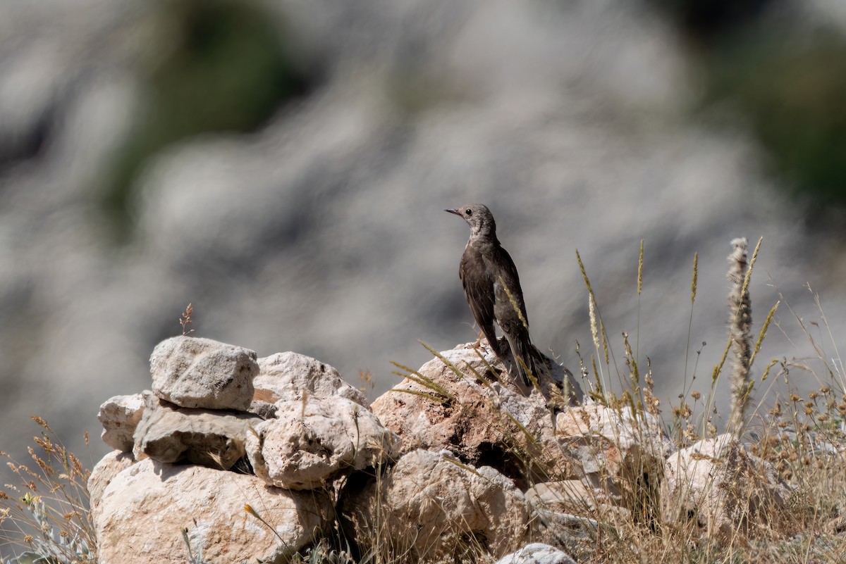 Mistle Thrush - ML620646356