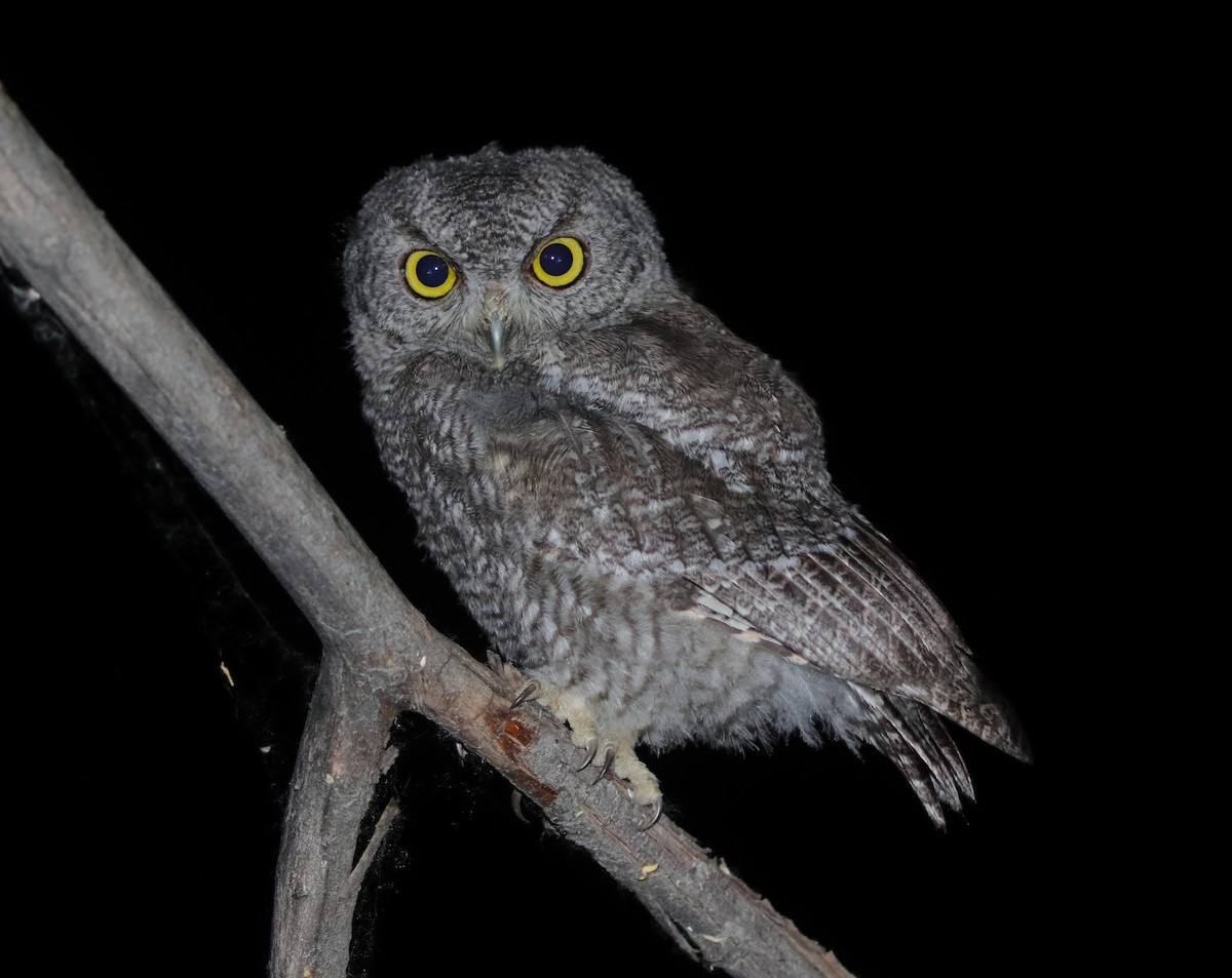 Western Screech-Owl - ML620646358