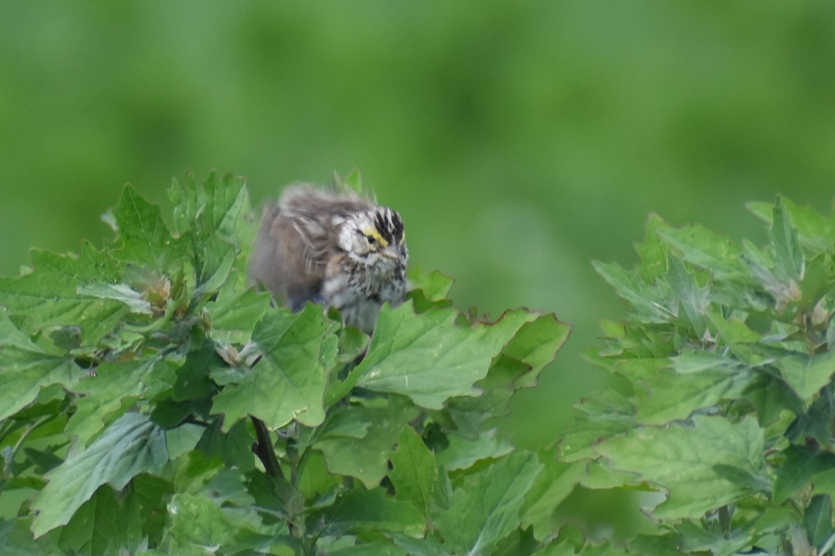 Savannah Sparrow - Jason Leduc