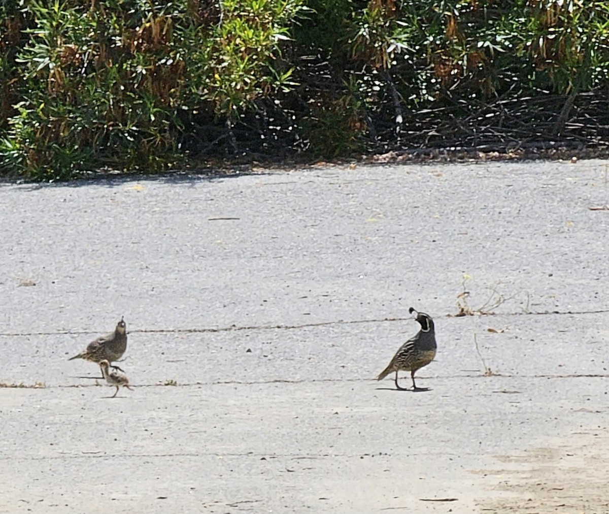 California Quail - ML620646376