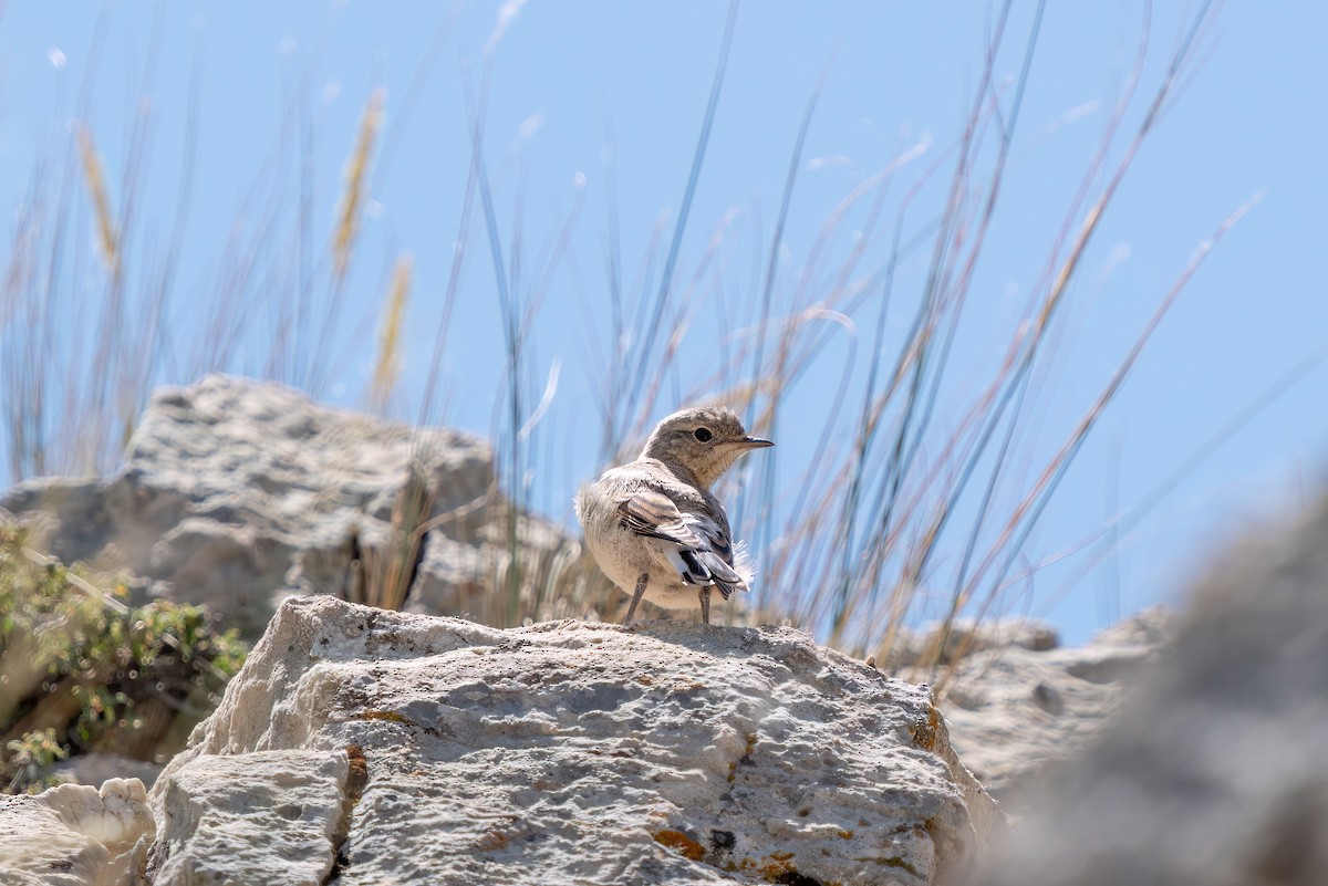 Northern Wheatear - ML620646386