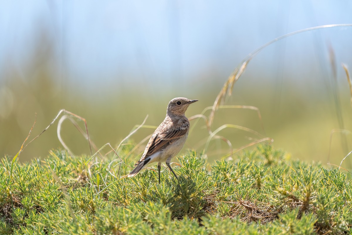 Northern Wheatear - ML620646389