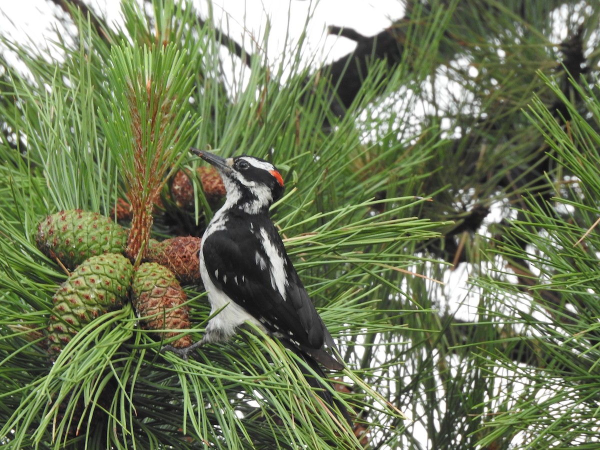 Hairy Woodpecker (Rocky Mts.) - T B