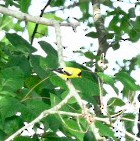 American Goldfinch - ML620646392