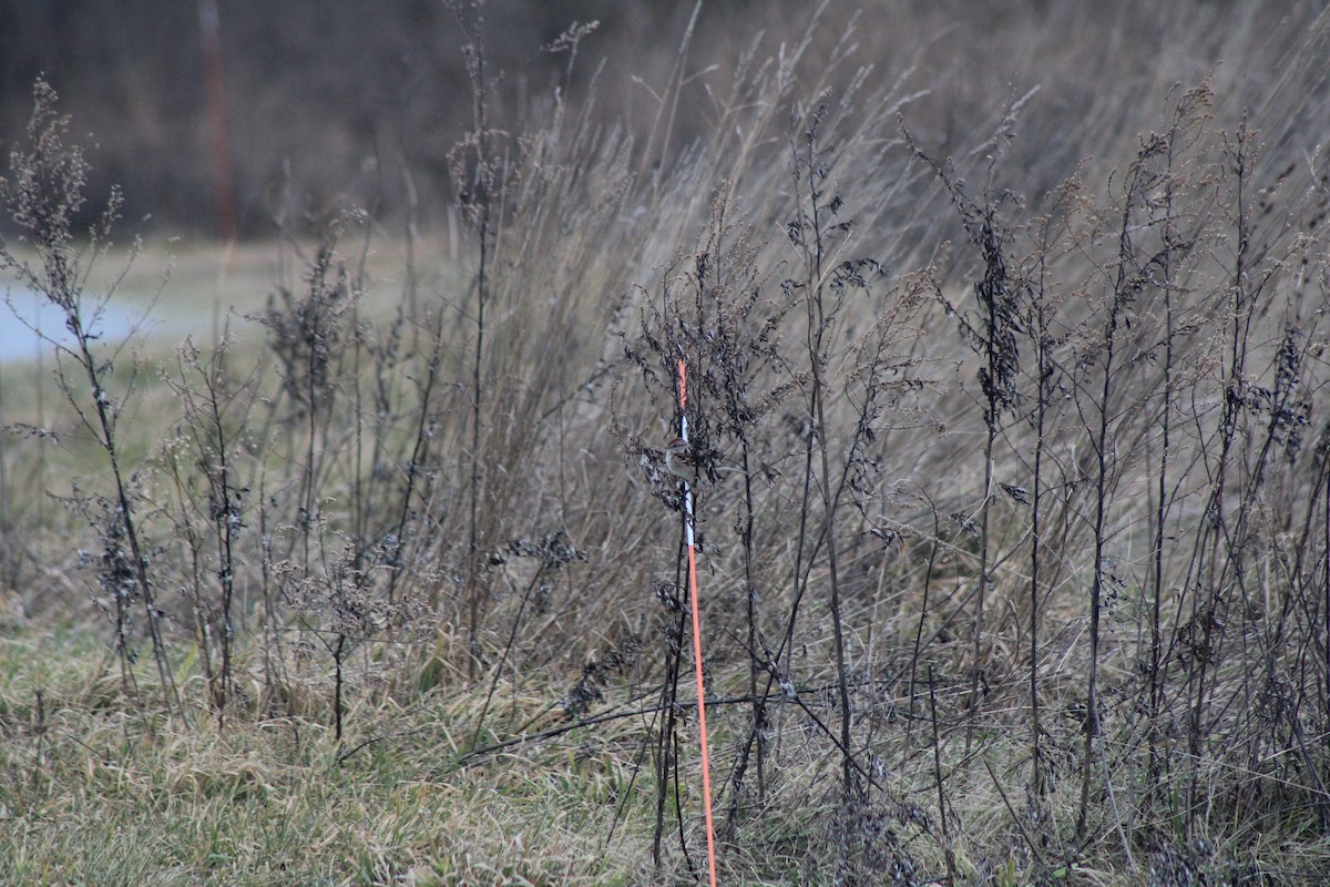 American Tree Sparrow - ML620646393