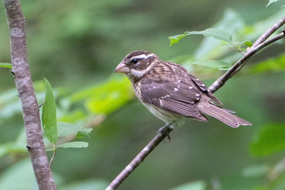 Rose-breasted Grosbeak - ML620646394