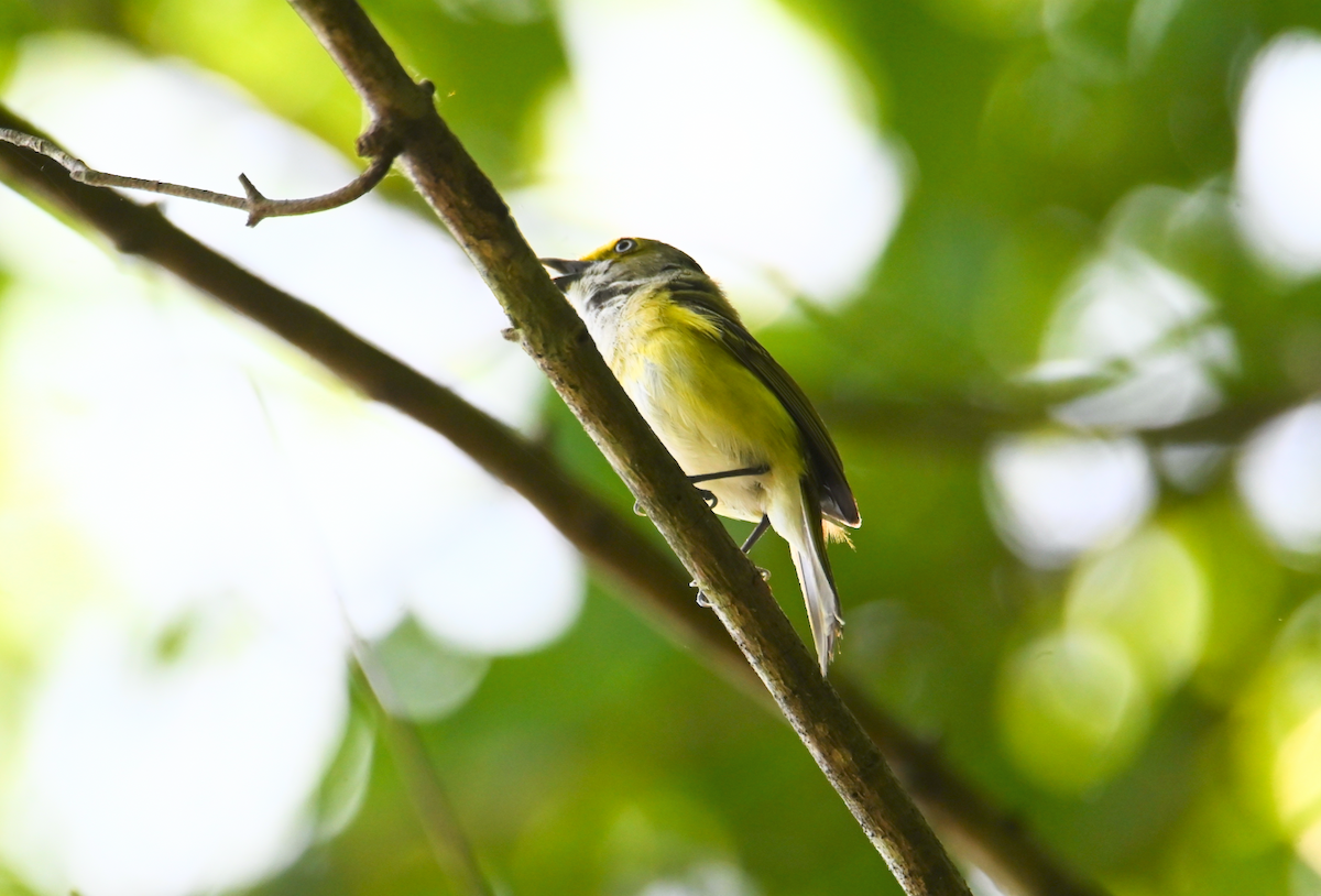 Ak Gözlü Vireo - ML620646398