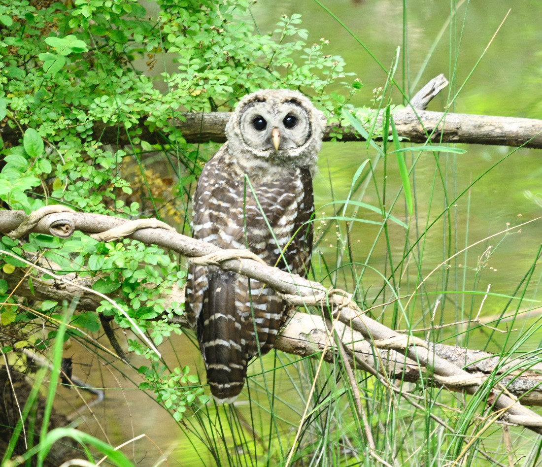 Barred Owl - ML620646406