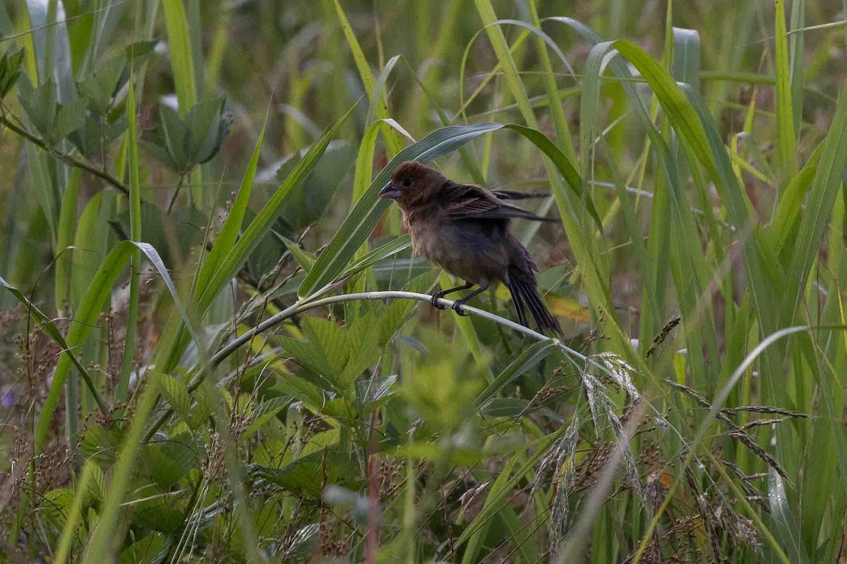 Blue Grosbeak - ML620646409