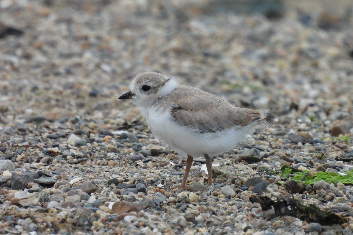 Piping Plover - ML620646413