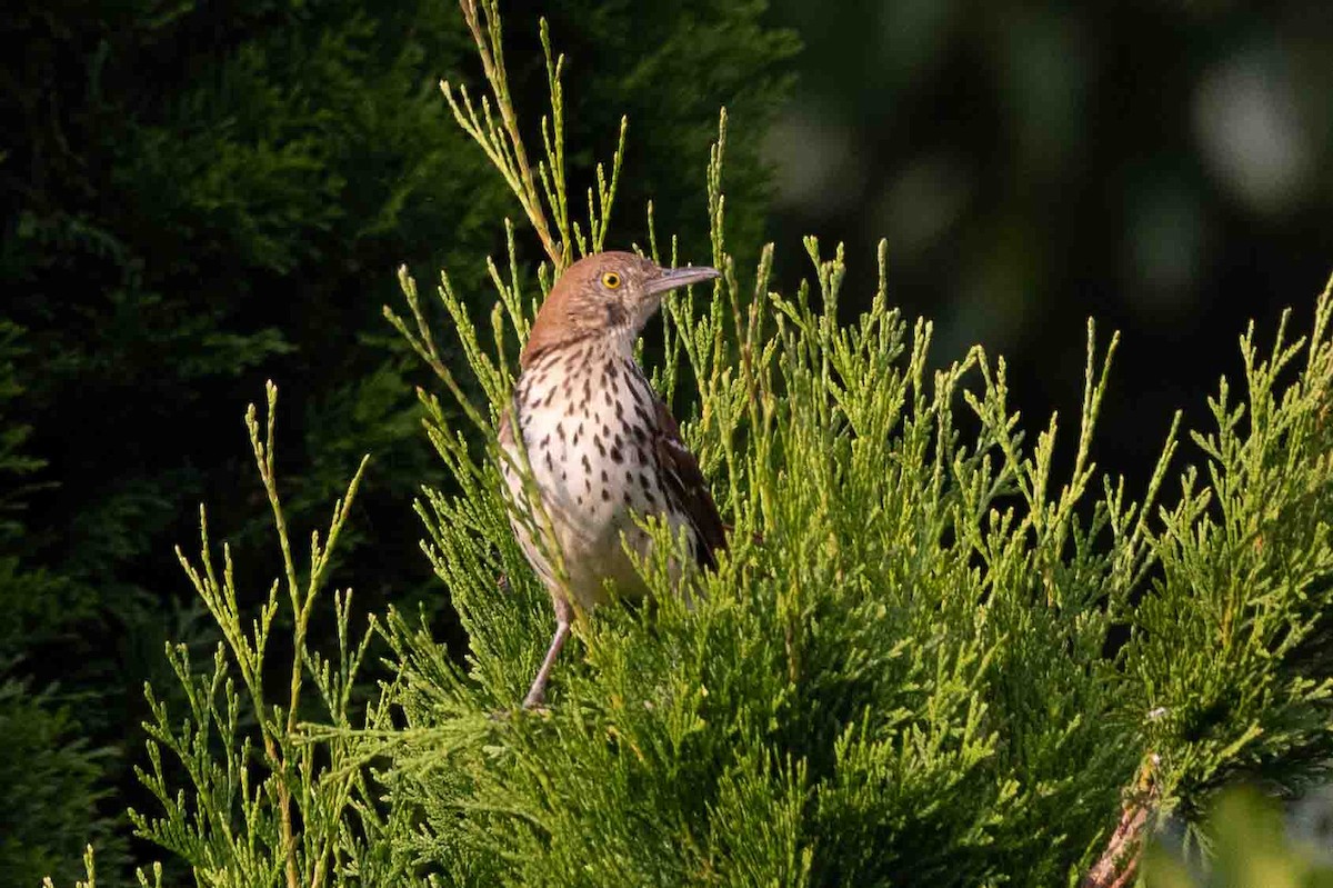 Brown Thrasher - ML620646415