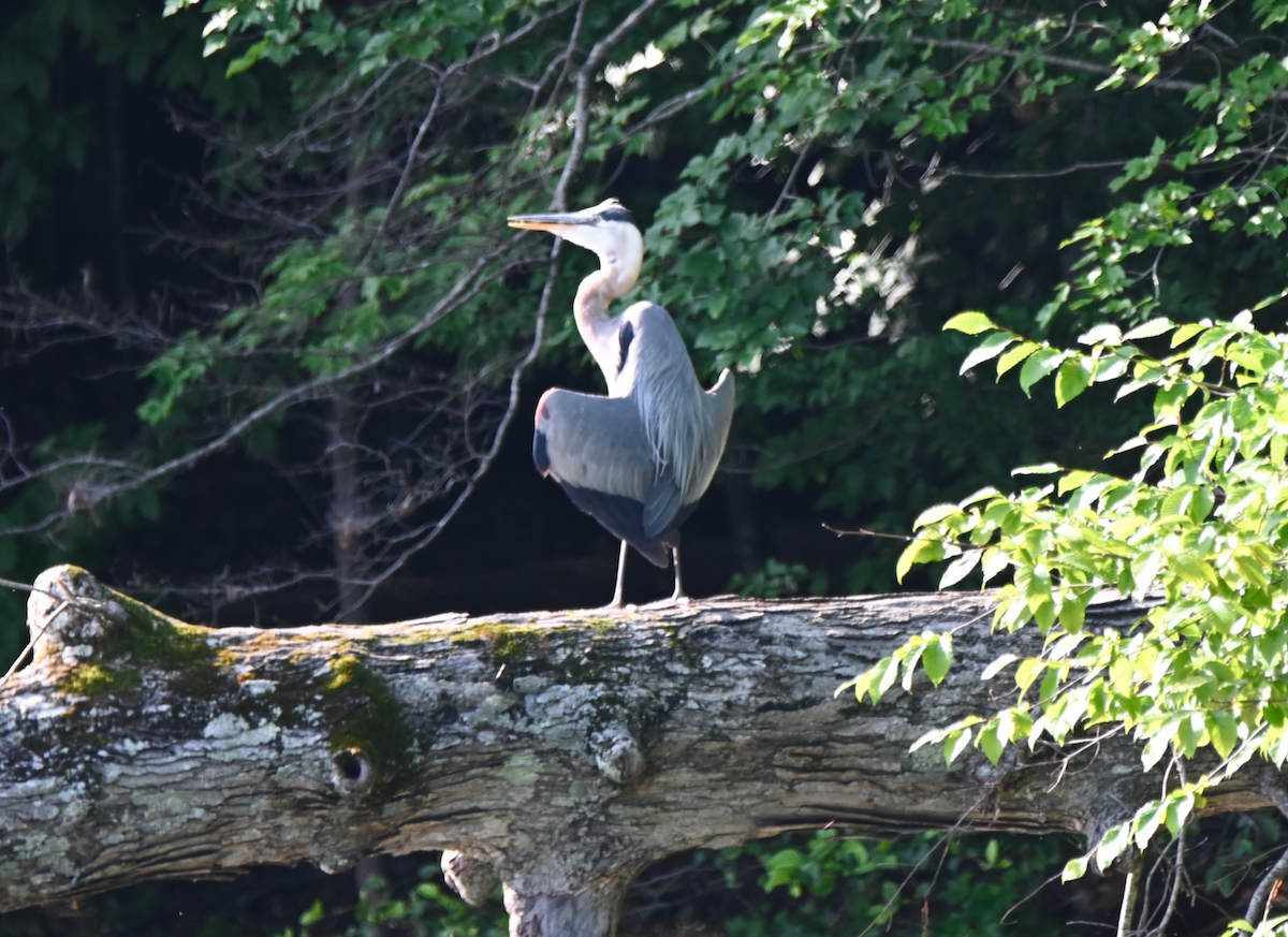 Great Blue Heron - ML620646417