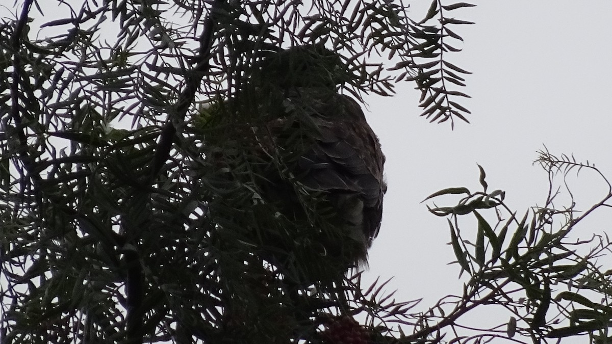 Harris's Hawk - ML620646418