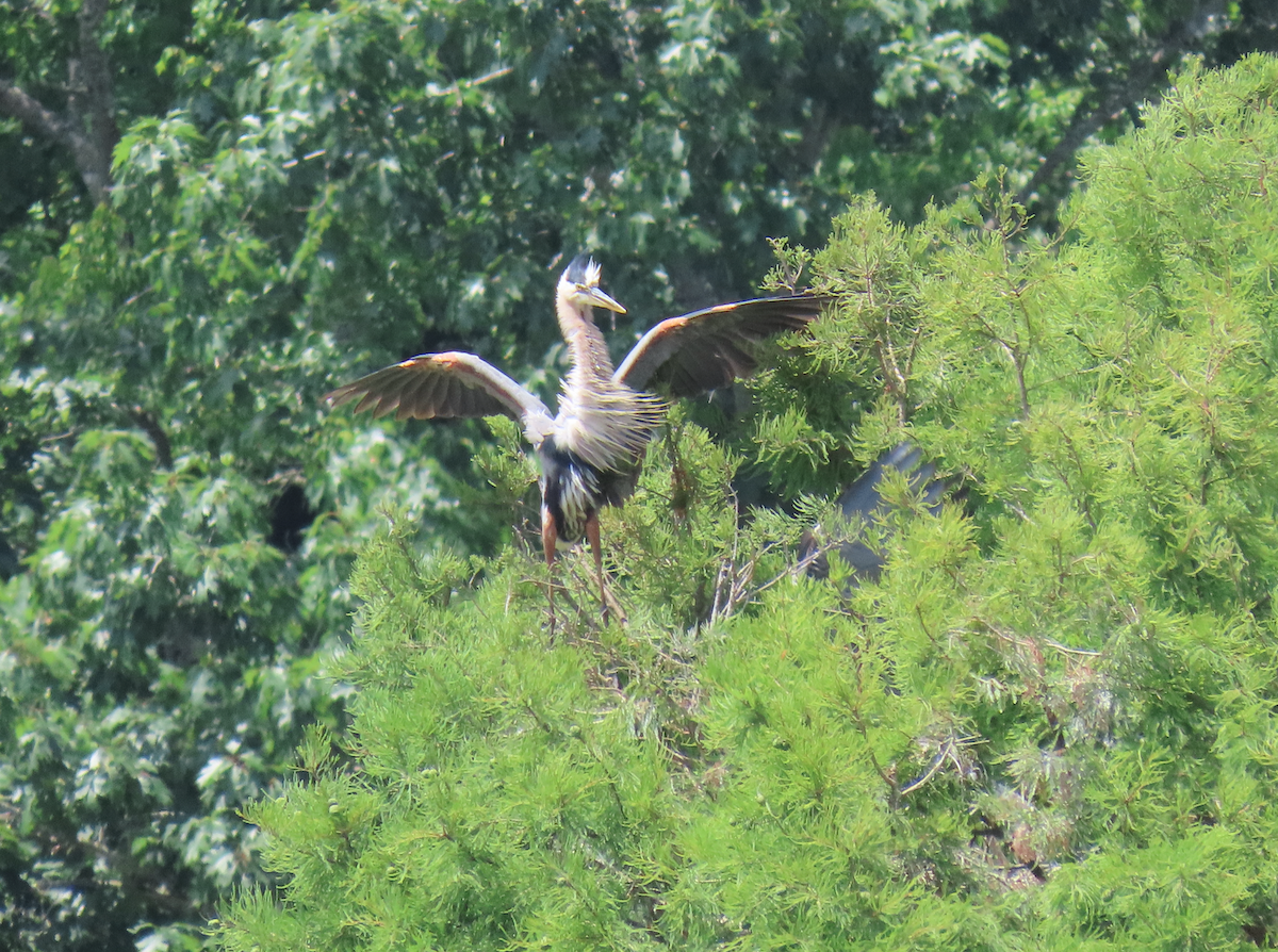 Great Blue Heron - ML620646419